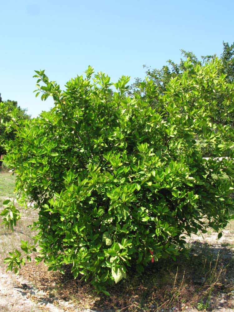            Habit (Winter Haven, FL)   